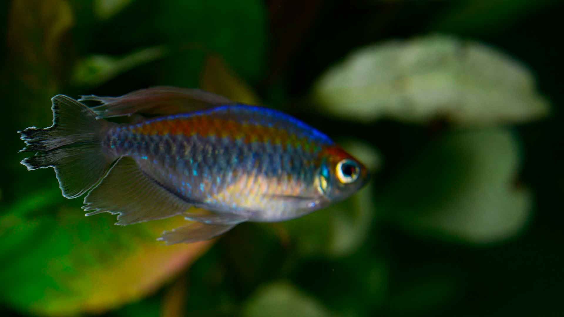 Tetra del Congo