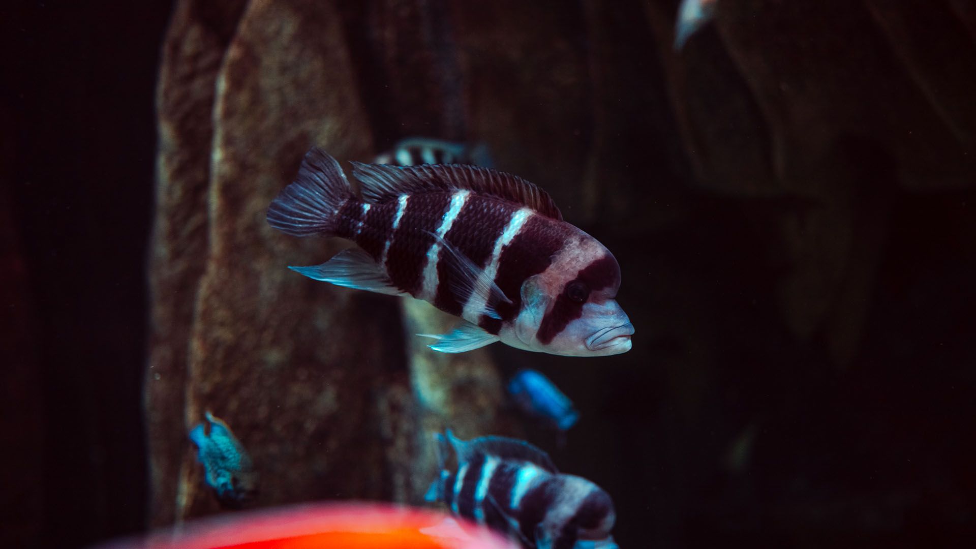 Tanganjika-Beulenkopf Poema Del Mar Aquarium Gran Canaria