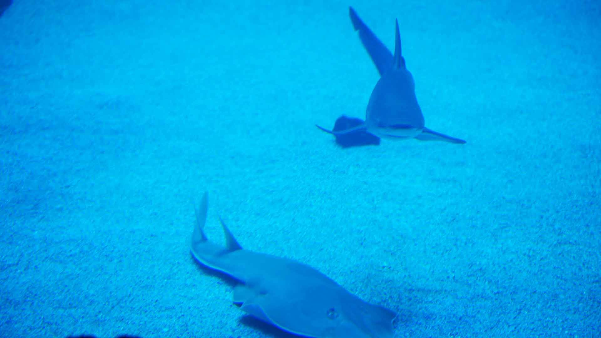 Tiburón Toro Leucas