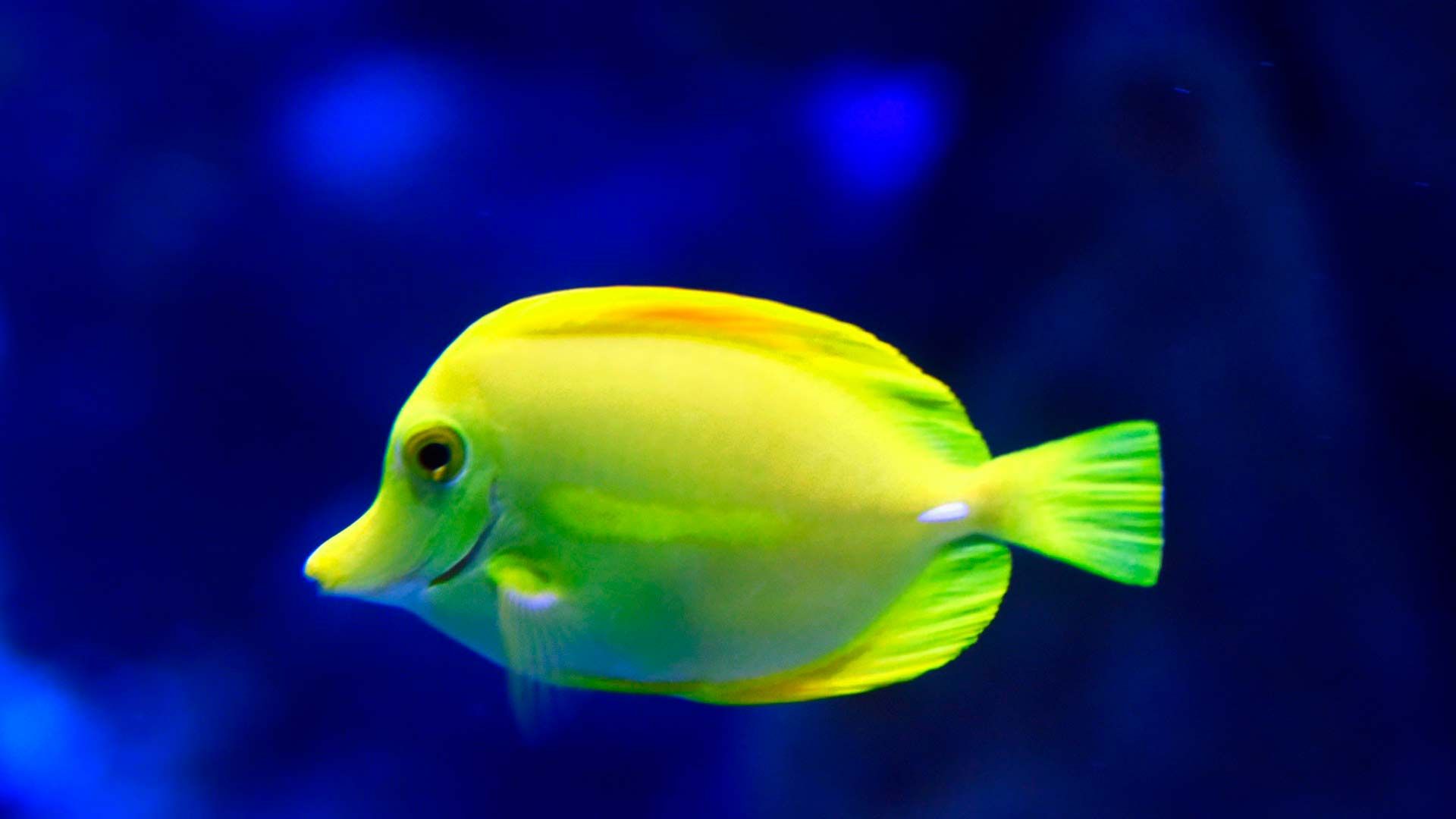 Pez Cirujano Amarillo Poema Del Mar Acuario Gran Canaria