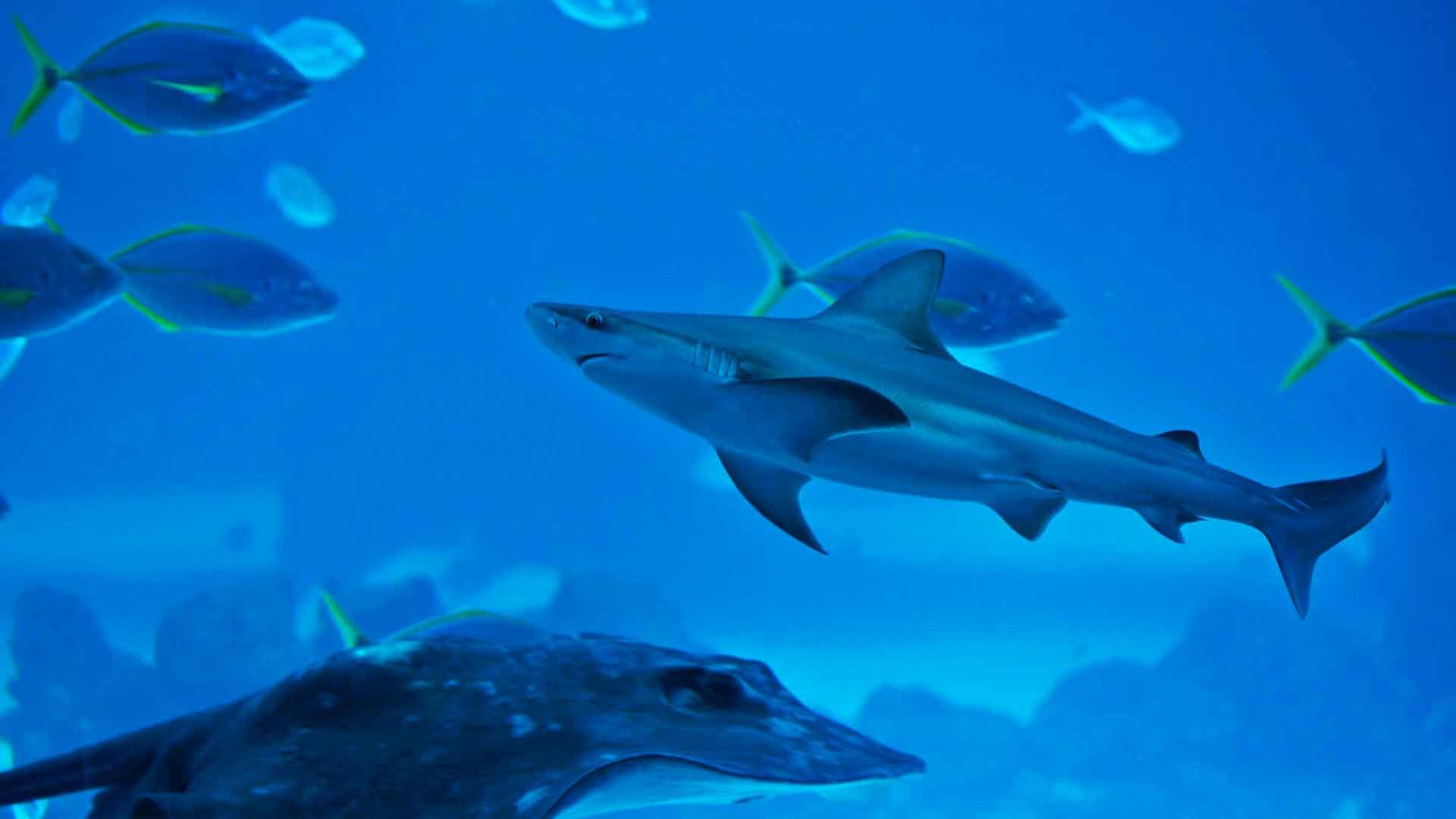 Tiburón Toro Leucas