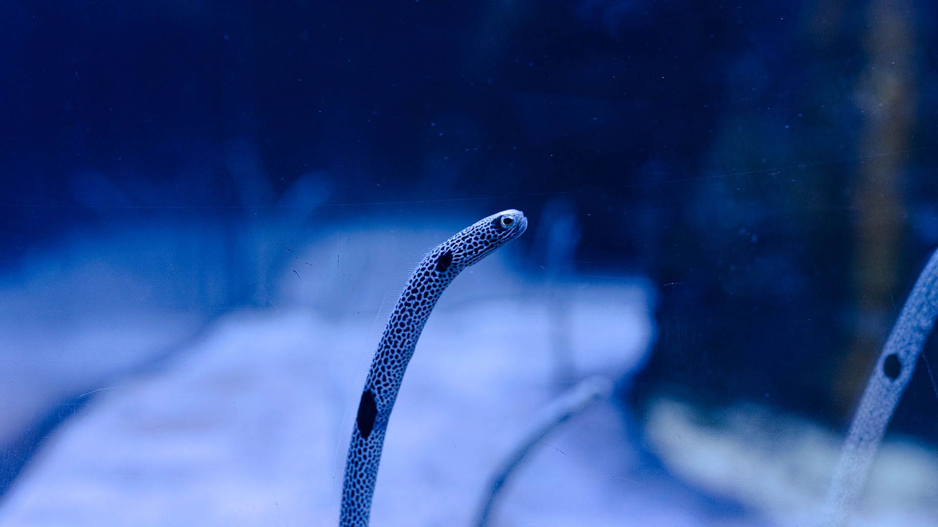 Anguila jardinera punteada Poema Del Mar Acuario Gran Canaria