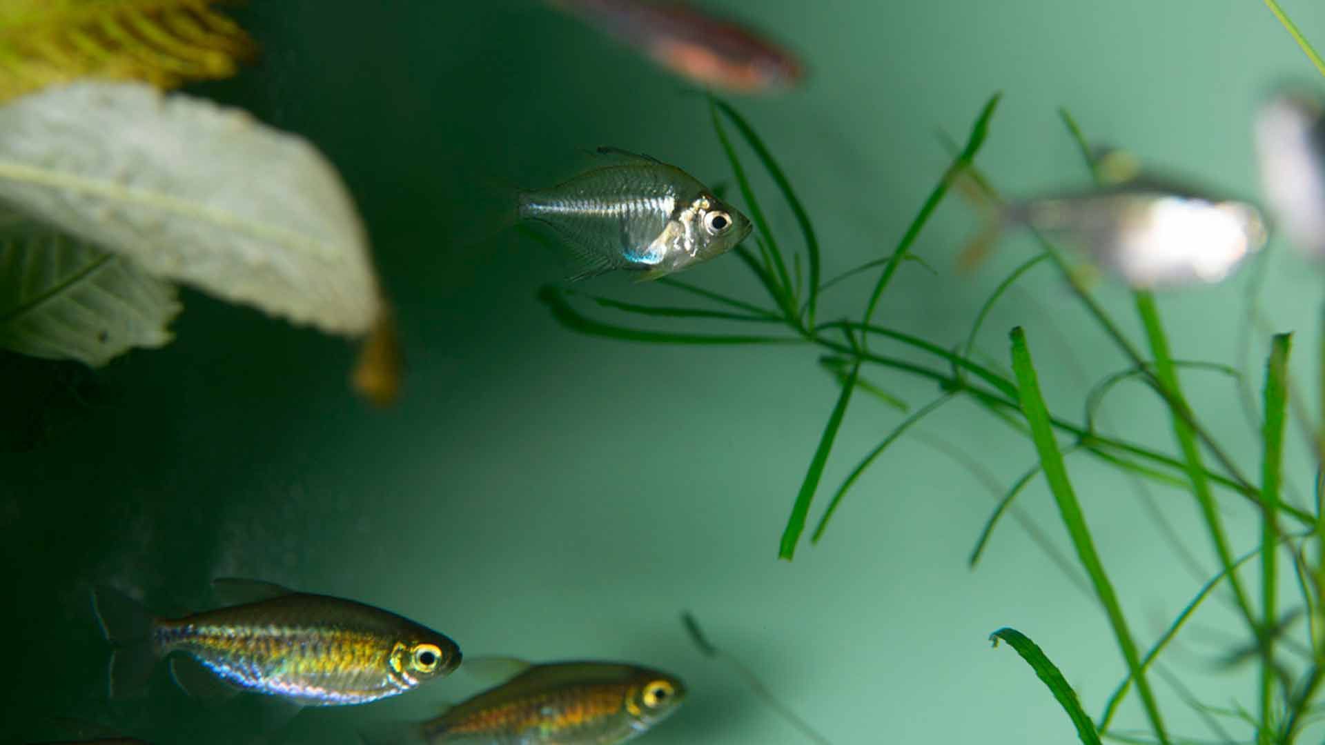 Pez Cristal de Aleta Alta