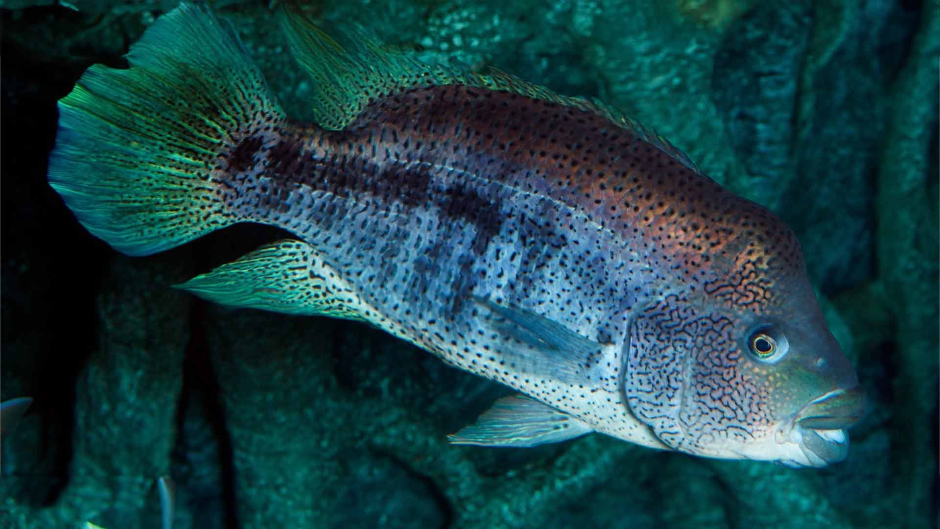 Ciclido de Ocho Bandas