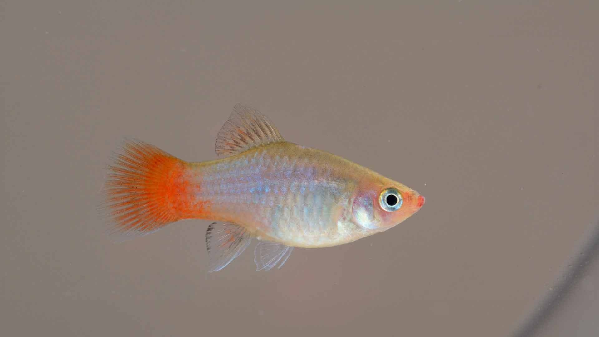 Carpín Mexicano de Cola Roja