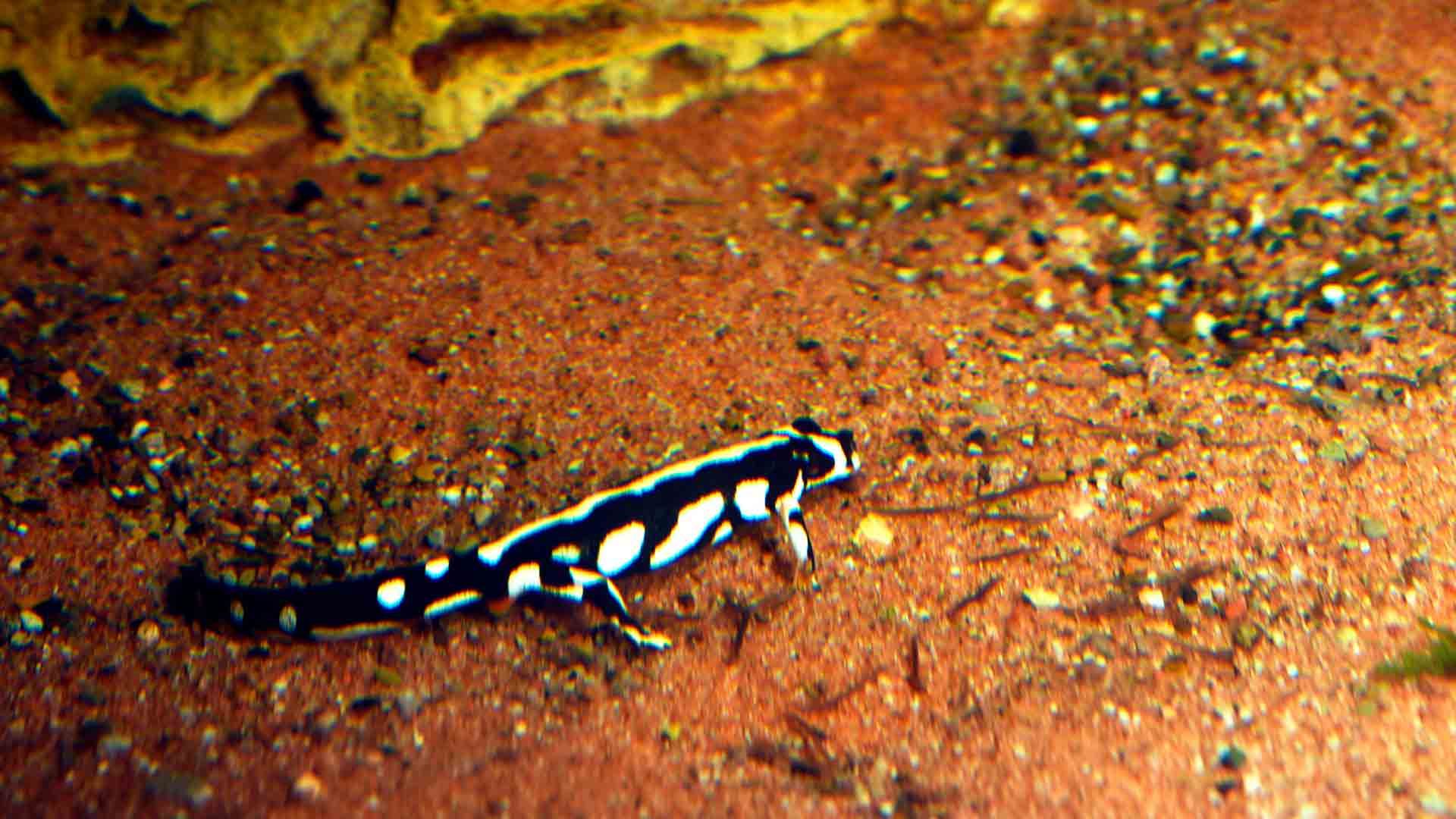 Triton Punteado de Kayser