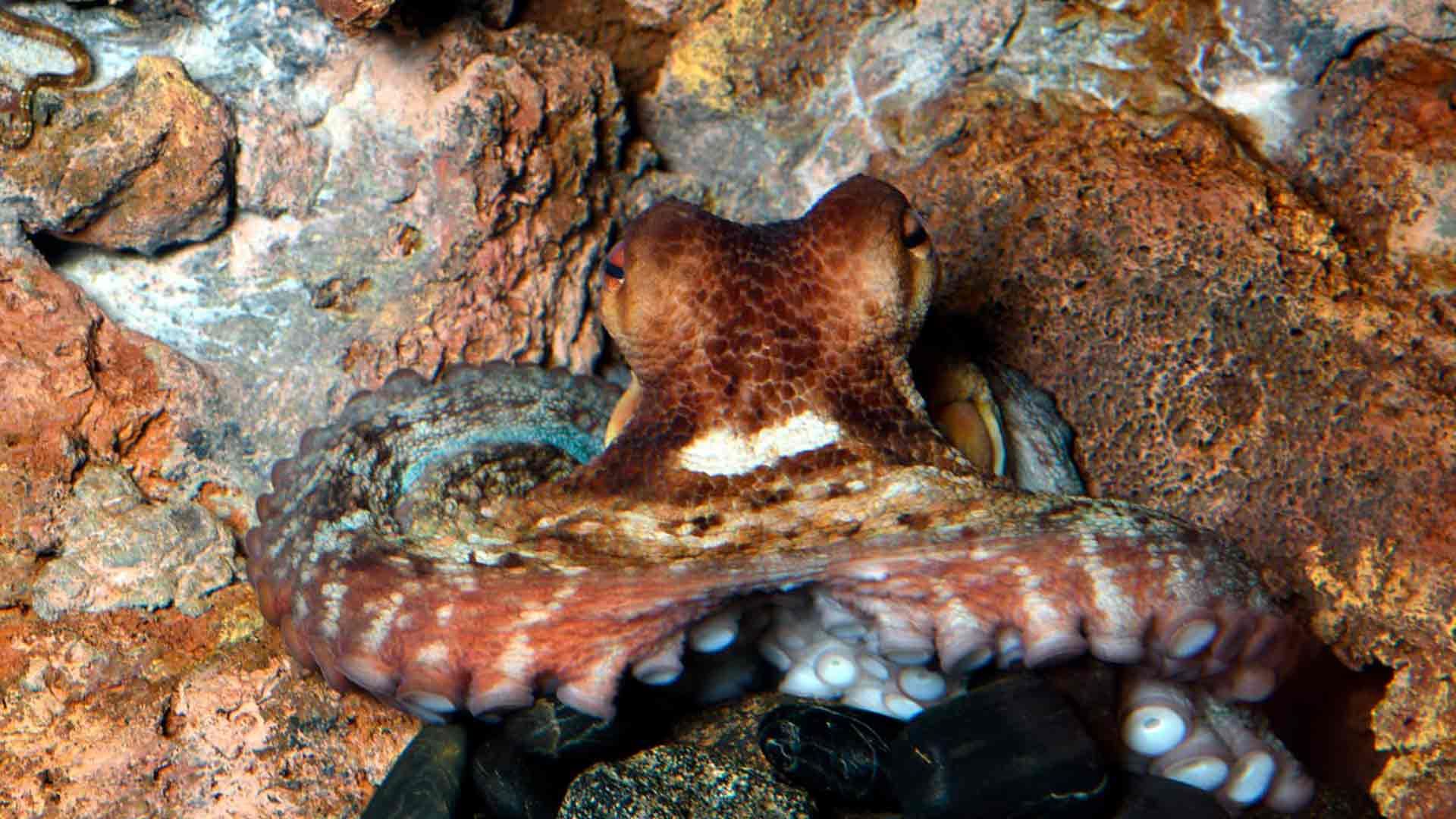Pulpo Común