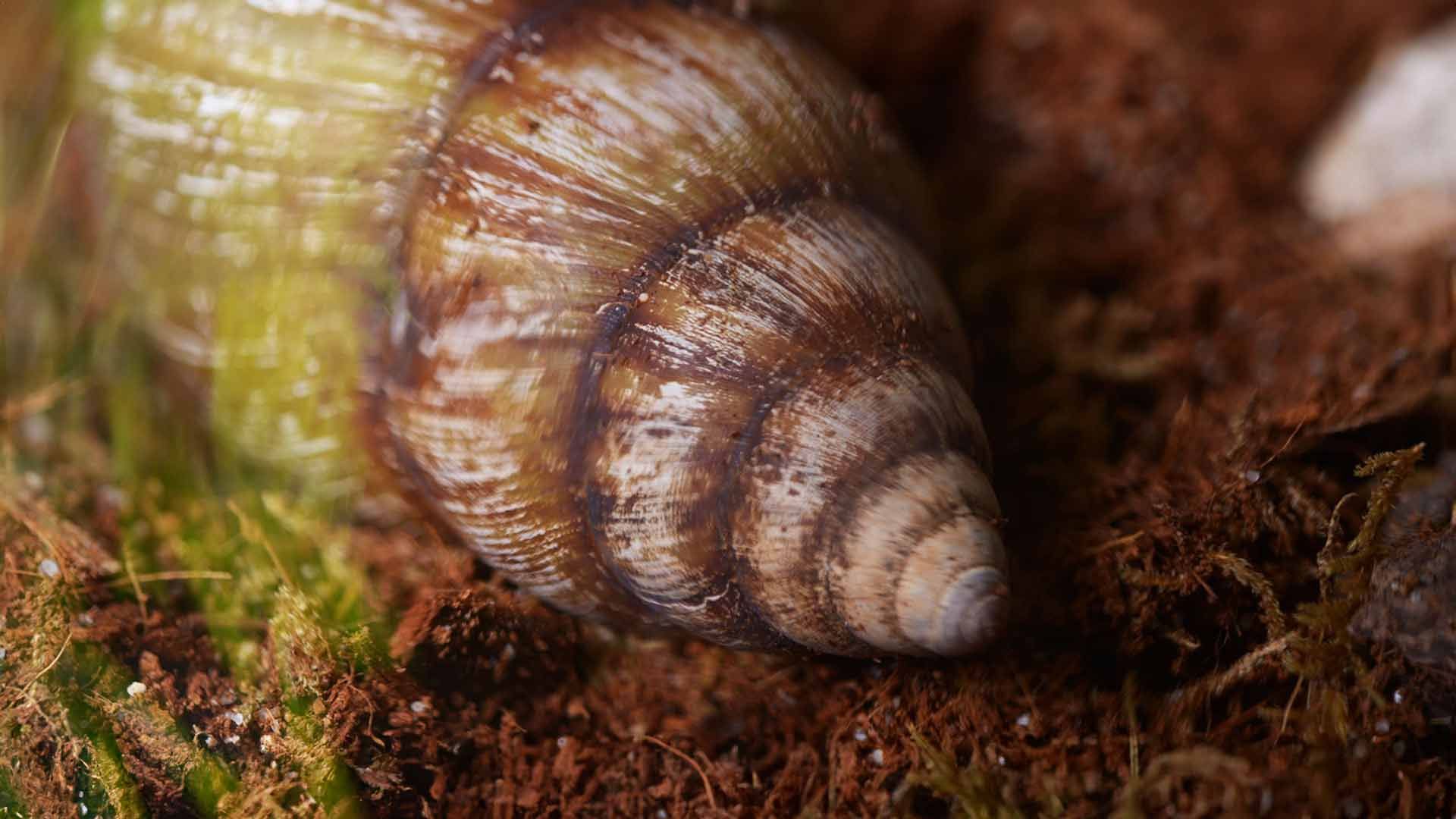 Caracol Gigante Africano
