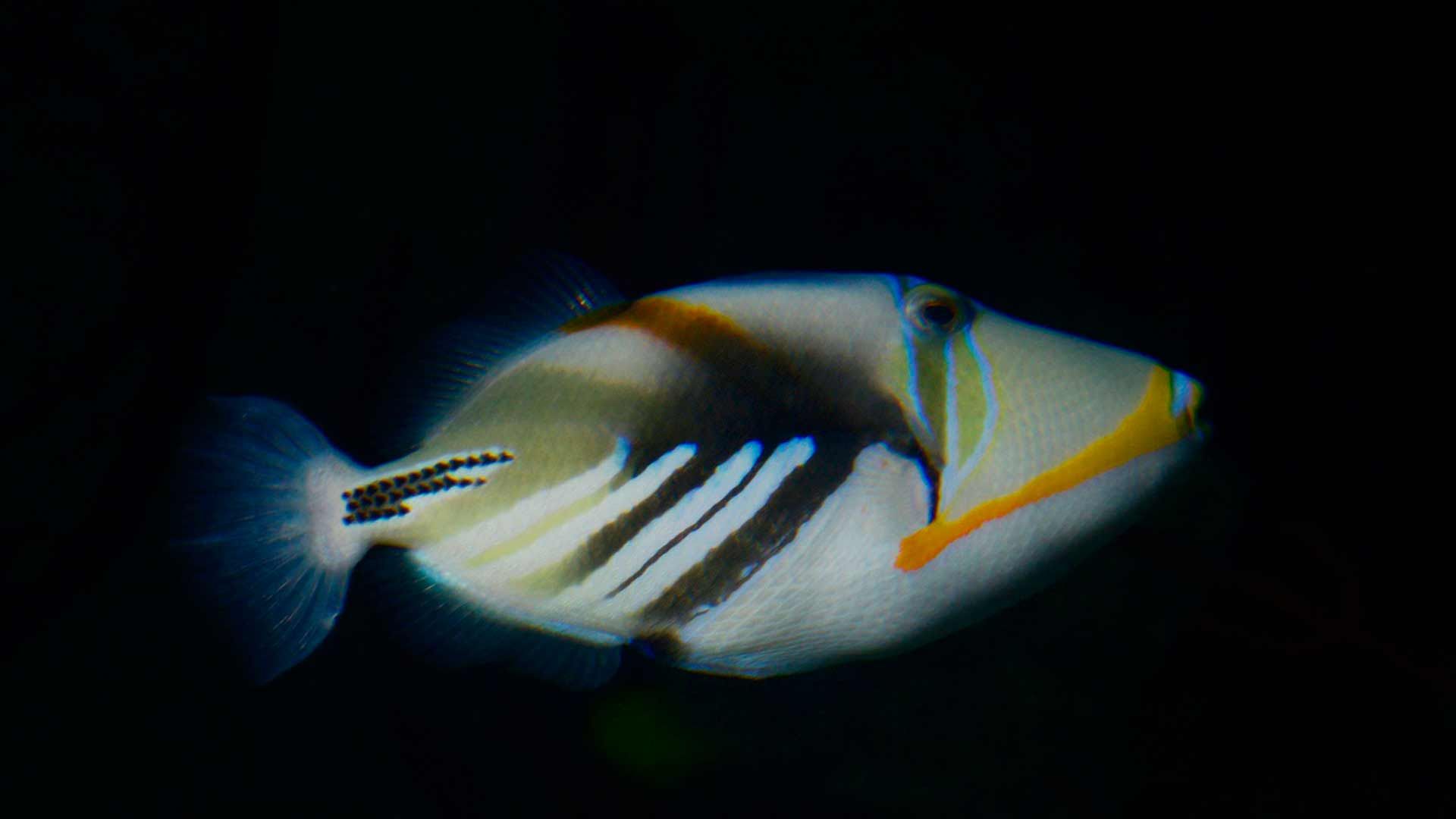 Pez Ballesta Picasso